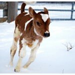 Blitzen the Calf, Farm Sanctuary